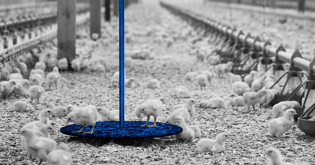 How Automated Bird Weighing Improves Flock Performance