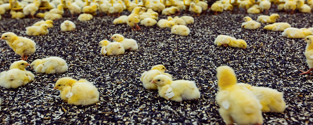 Young chicks in clean poultry farm