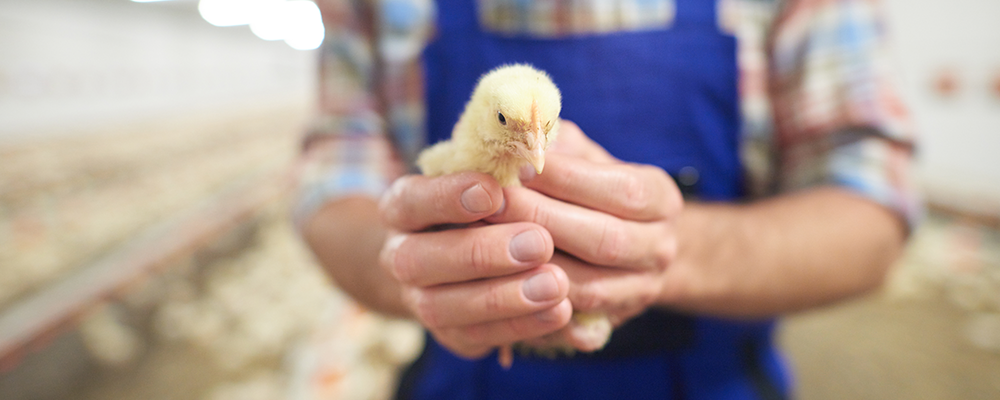Farmer holding small chick in poultry house